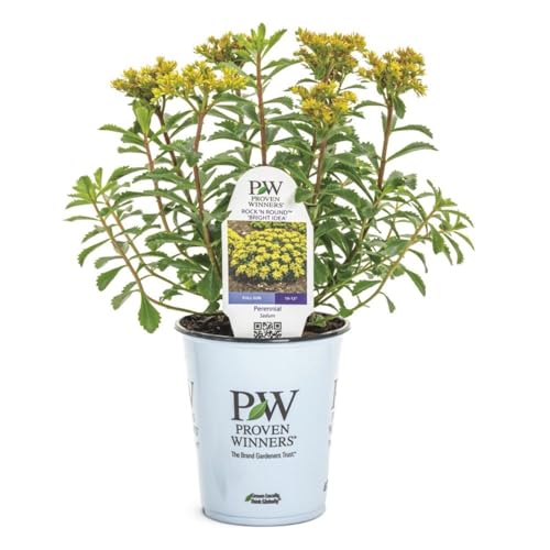 Proven Winners Rock 'N Round 'Bright Idea' Stonecrop (Sedum)...