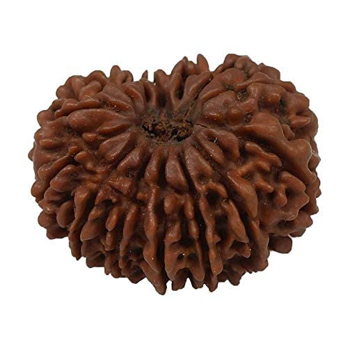14 मुखी नेपाली ओरिजिनल रुद्राक्ष Chaudah Mukhi Rudraksha Lab Certified चौदह मुखी रुद्राक्ष Fourteen Faced Rudraksha 14 Mukhi Rudraksha Nepal 14 Faced Rudraksha Original Certified by Lab