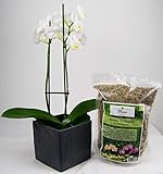 [page_title]-Orchideensubstrat, Orchideenerde, Blumenerde, Sphagnum Moos, Substrat, Granulat, Dünger, Anzucht (125g)