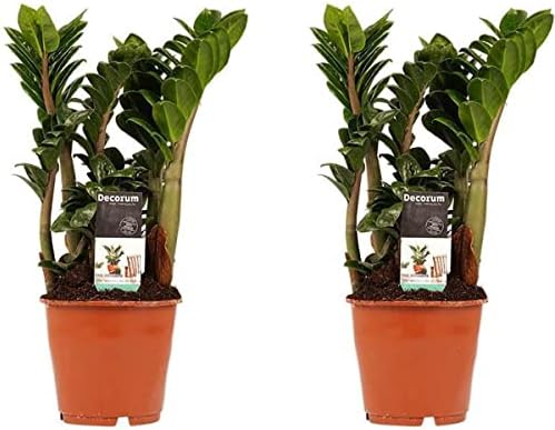 Zamioculcas Zamiifolia | Pack 2 Plantas | DECOALIVE | Plantas de ...
