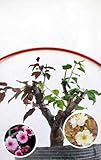 Fragrant Live Plant Rare 'Meiren & Jade Butterfly' Japanese Apricot Bonsai (Prunus mume)–Plum Blossom 8+ Year Old Without Buds