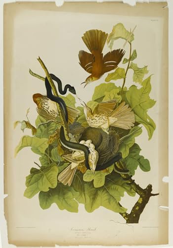 Toile Grive ferrugineuse John Audubon : affiche paysage décoration chambre 60x90cm