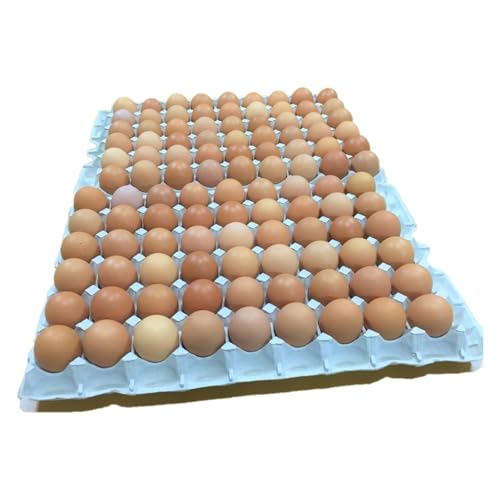 養鶏場直送!松浦の赤たまご『コクもりたまご』小さめサイズ98個+破卵保障10個