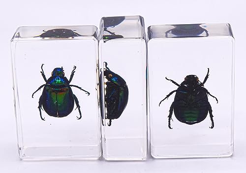 Image of 44mm Real Colorful Scarab Beetle in Crystal Clear Lucite Resin Crafts Specimen Preserved Various Animal Insect Bug Taxidermy Collection for Biology Science Education & Desk Ornament Display Supplies