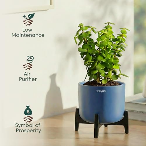 Image of Kyari Peace Lily Live Plant with Grey Self Watering Pot 4 Inch - Peace Lily Indoor Live Plant with Pot for Home, Living Room, Bedroom, Office - Flowering Air Purifying Indoor Plant