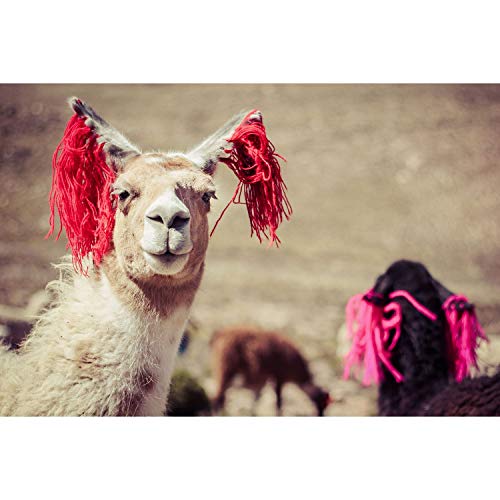 Affiche photo de lama au Pérou grand poster vertical rubans traditionnels cultures