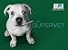 Supervet Season 1