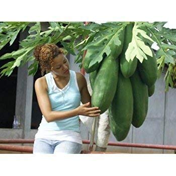 Creative Farmer Farm American Big Papaya Seeds Sweet Delicious Fruit 1 Packet (B086PTQ8XY) Amazon Price History, Amazon Price Tracker