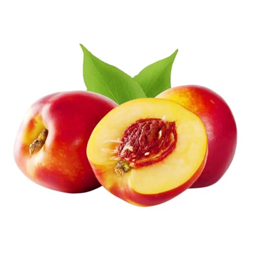 Muda Frutífera de Nectarina Bruna Enxertada