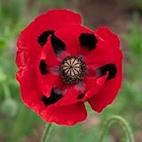 Eden Brothers Poppy Seeds - Lady Bird