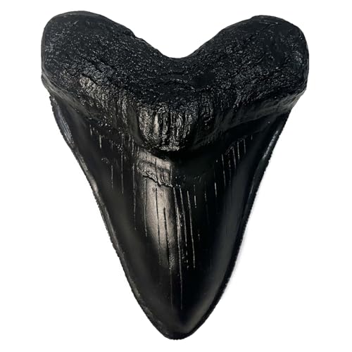 Carcharodon Megalodon Tooth Replica with Serration-Shark Teeth Fossil Collection,5.1 inches (Black)