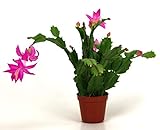 Christmas Cactus - 3 Live Plants in 4 Inch Pots - Schlumbergera Bridgesii - Beautiful Indoor Tropical Succulent -  Wekiva Foliage