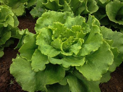 Arianna Batavian Lettuce Seeds, 1000+ Heirloom Seeds Per Packet, (Isla's Garden Seeds), Non Gmo Seeds, Botanical Name: Lactuca Sativa, Great Home Garden Gift #TOP2