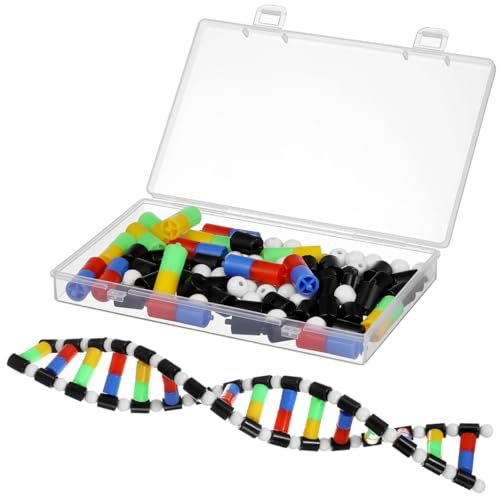 Modèle ADN double hélice sciences biologie étudiant classe