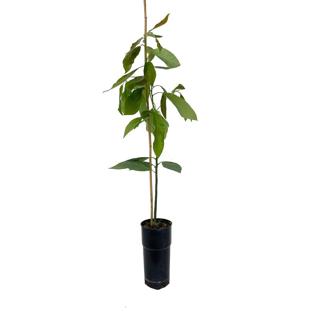 ÁRBOL NATURAL DE AGUACATE HASS M20 120CM EN MACETA DE CULTIVOS 24 MESES
