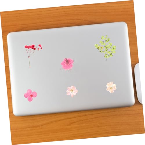 30 piezas de flores secas para manualidades DIY miniatura 3