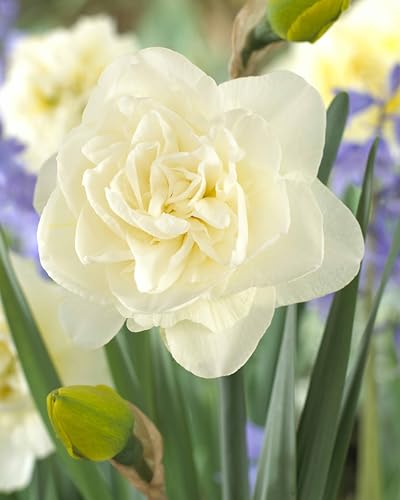 5 bulbi di Narcisi a fiore doppio | bulbi di narciso Obdam| bulbi autunnali | narcisi bianchi | MY PLANTIS | spedito da Italia