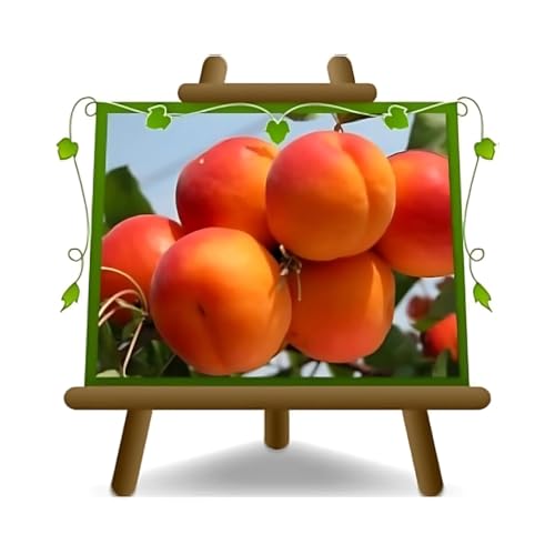 Albaricoquero Paviot Planta De Fruta en Florero de 24/26 cm- Árbol 160-180 cm -4 Años