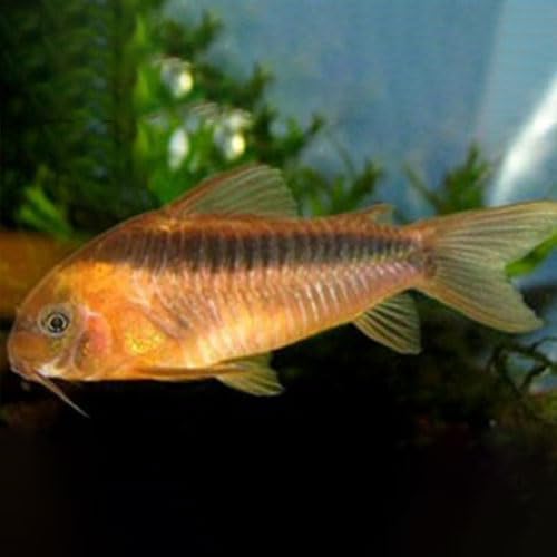 Rabauti Cory Packs of 4 - Live Fish for Aquarium Exotic Freshwater Live Fish, Live Aquarium Fish, Live Fish, Live Freshwater Fish - Freshwater Fish Live Buy Live Fish