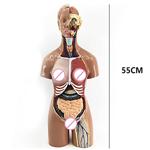 DOEKGE Modelo de montagem anatômica 4D de órgãos humanos para escola de ensino, mostra estrutura mus