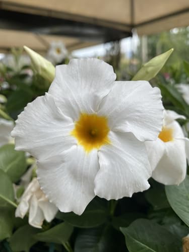 Dipladenia o Mandevilla, vaso 17 Cm - Pianta rampicante sempreverde