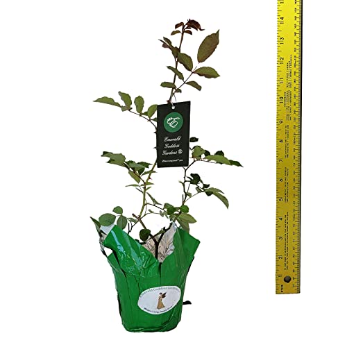 Prom Queen Old Garden Antique Own Root Climbing Rose Double White Repeat Bloomer Starter Size Emerald Tm #TOP3