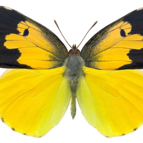 Dogface Butterfly, the California state insect