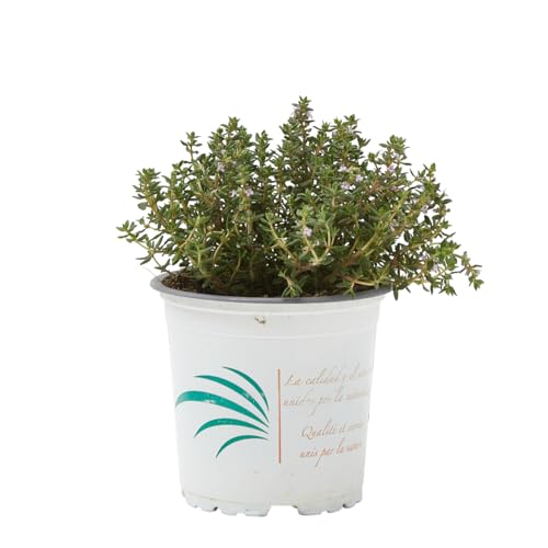 Verdecora Tomillo en maceta Ø11cm | Thymus vulgaris | Planta aromática resistente y mediterránea | Ideal para Cocina, Jardineras y Huerto Urbano