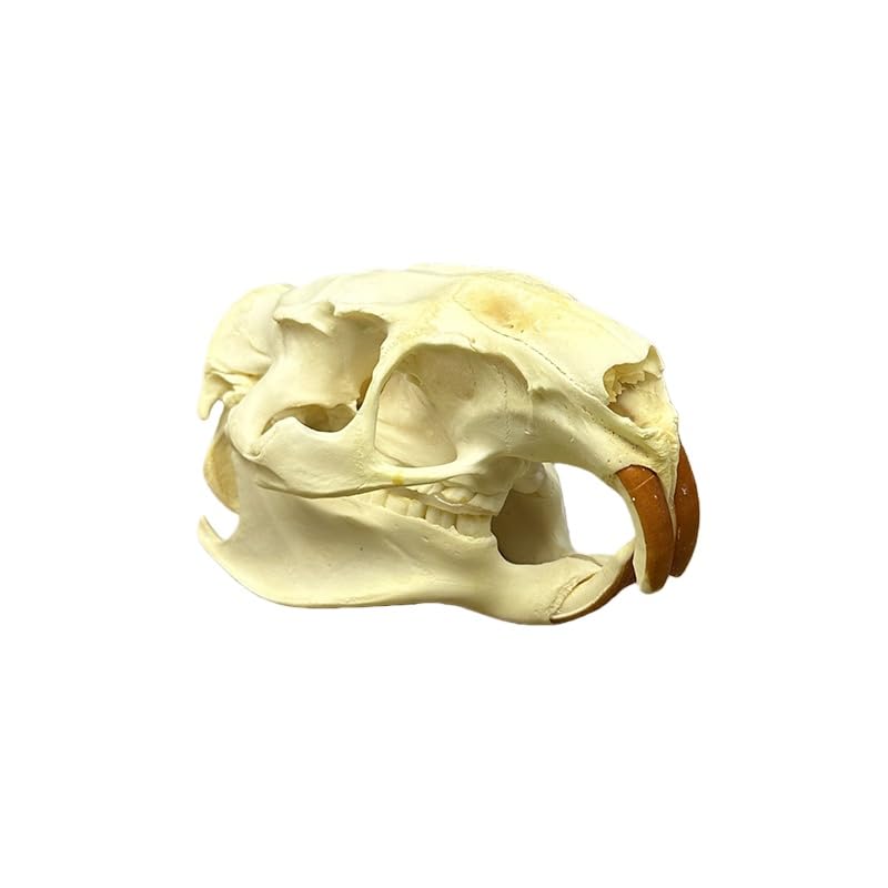 Taxidermy Real Animals Coypu Skulls, Real Bones Specimen, Taxidermy Supplies for Science Education, Special Gift (1Pcs Coypu Skull)