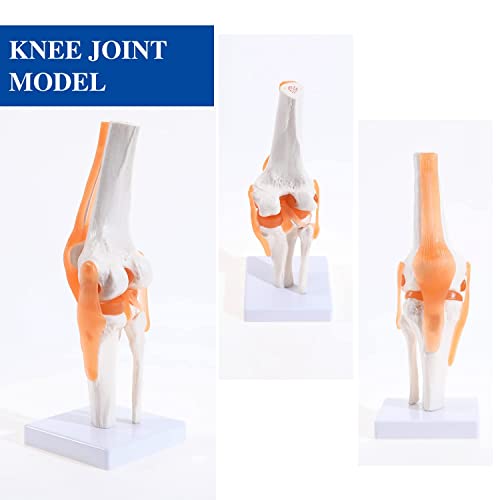 Image of ✮ Knee Joint Model With Ligaments (Flexible) ✮ ACL, PCL, LCL & MCL Are Accurately Depicted ✮ Comes Without Any Deformity