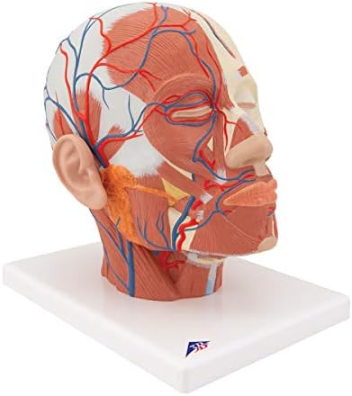 Amazon Com 3b Scientific Vb128 Head And Neck Musculature W Blood Vessels 3b Smart Anatomy Industrial Scientific Amazon Com 3b Scientific Vb128 Head And Neck Musculature W Blood Vessels 3b Smart Anatomy Industrial Scientific