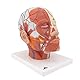 3B Scientific Menschliche Anatomie - Kopfmuskulatur mit Blutgefäßen + kostenlose Anatomie App - 3B Smart Anatomy