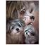 Lhasa Apso