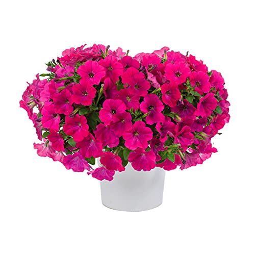 Petunia Planta Natural Conocida comola Flor de Primavera - Flores de Exterior