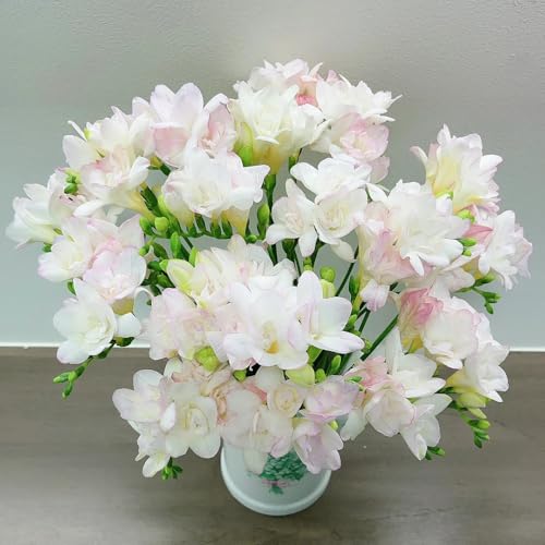 12 pz acquistare bulbi di fresia - fresia - fiori di piante in vaso piante esotiche piante in vaso decorazione del giardino per fiori da giardino esterni piante in vaso estremamente