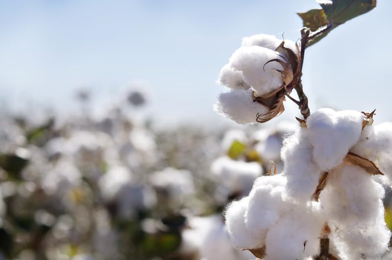 CZ Grain American Cotton Seeds
