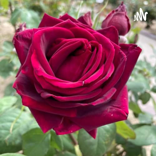 テストです。rena🌼です。