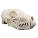 1Pcs Real Red Fox Bones Skull Fox Head Skeleton Natural Teeth Bone Specimen Gift Collection
