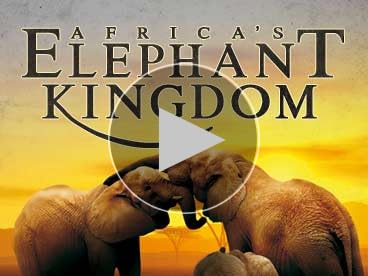 Africa's Elephant Kingdom [DVD]: Amazon.co.uk: Tom Cowan