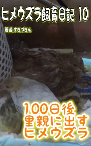 100日後里親に出すヒメウズラ10