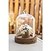 Stonebriar 9 Inch Clear Glass Dome Cloche with Rustic Wooden Base, Antique Bell Jar Display Dome, For Plants, Succulents, Fairy Lights, Photos, Medals, Decorative Fill, and More, Medium