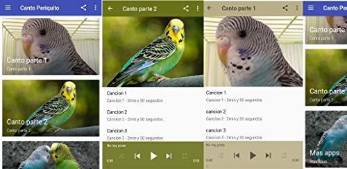 Singing Parakeet