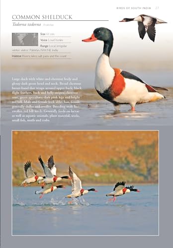 Image of Birds of South India - A Photographic Field Guide | Wildlife and Nature | Photography | Field Guide | Travel and Exploration | Adventure