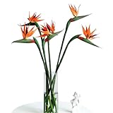ave paraiso hotel san jose Composición de 10 flores. Bouquet de Strelitzia  DECOALIVE  Ramo de 10 Flores de Ave del Paraíso Flores Frescas Naturales