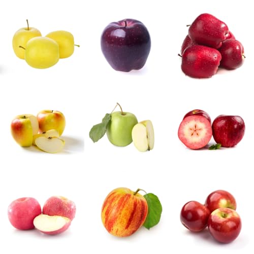 semi di melo - resistenti, varietà antiche giardino 300pcs