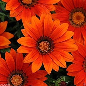 Gazania Semillas - Sombras de bronce para el día nuevo, perennes en las zonas 9 y 10. Fácil de cultivar (25 semillas)