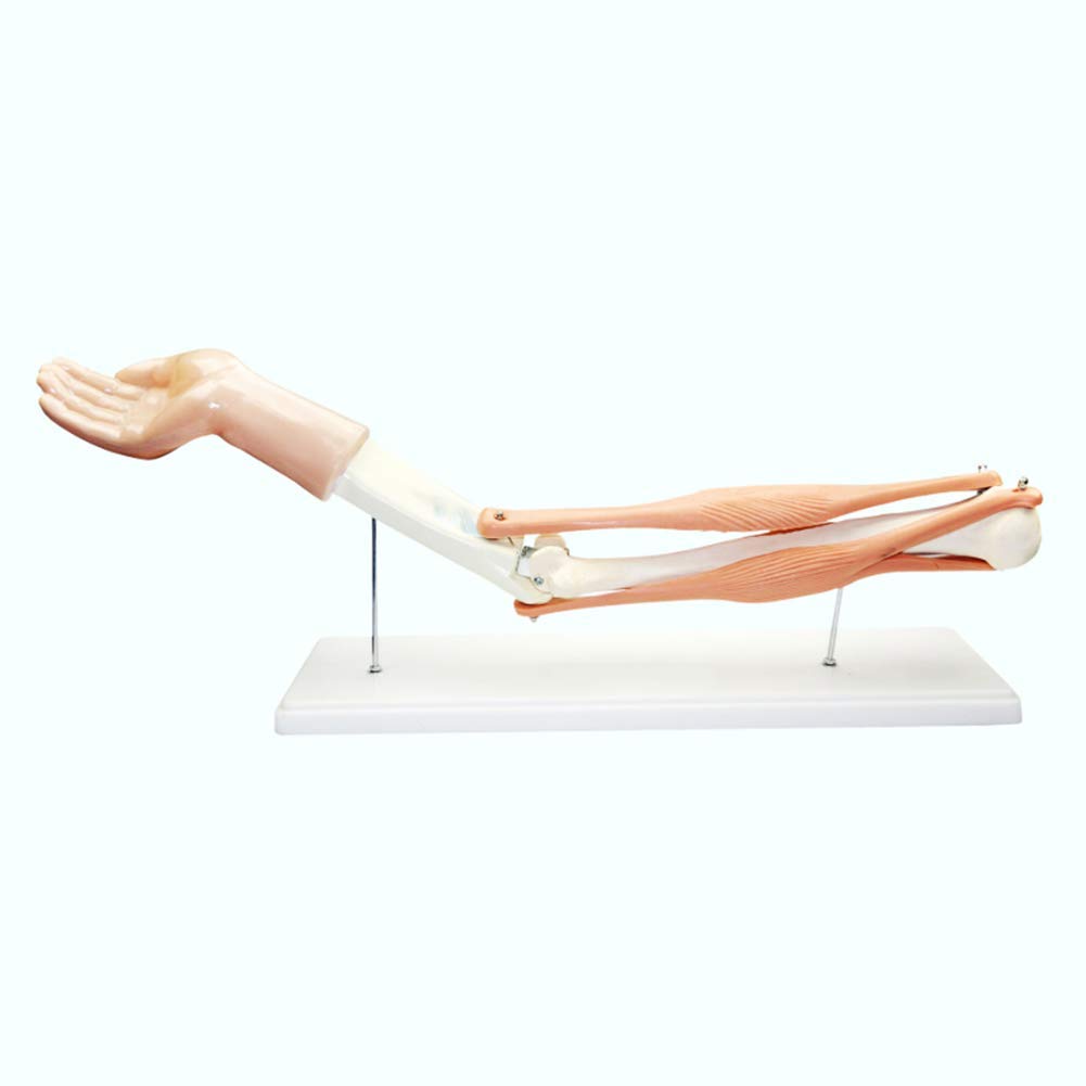 Anatomie Unterricht YUANZHOU Ellbogengelenk Modell - Anatomisches  Lehrmodell Aus PVC 17x24 Cm Humanbiologie Modell, image size:1001x1001