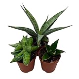 BubbleBlooms Sansevieria Snakeplant Variety Bundle, Braided cylindrica Dragon Fingers, Samurai Dwarf ehrenbergii, Cylindrical Starfish Snake Plant boncel