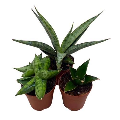 BubbleBlooms Sansevieria Snakeplant Variety Bundle, Braided cylindrica Dragon Fingers, Samurai