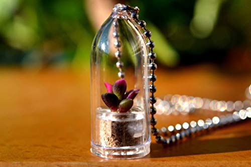 Sunrise Live Succulent Plant Pendant Necklace. Rose Necklace. Nature Gift. Gift for Her. Sunrise Live Succulent Plant Pendant Necklace. Rose Necklace. Nature Gift. Gift for Her.